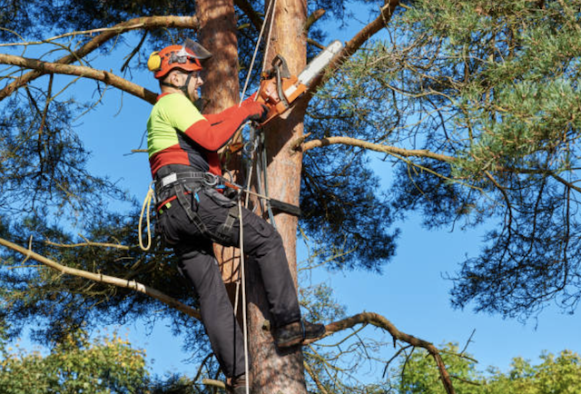 tree pruning pruning