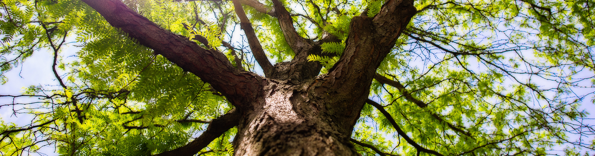 CCN Tree Care