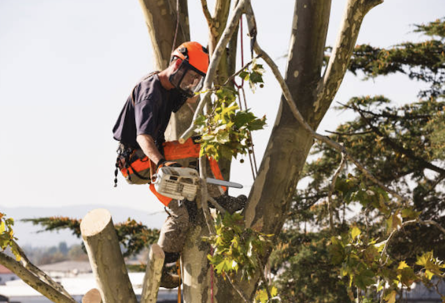 tree removal camden